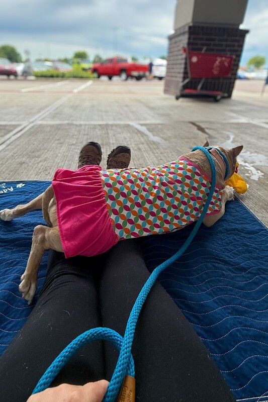 View Blow Pop the Dog Photo #8