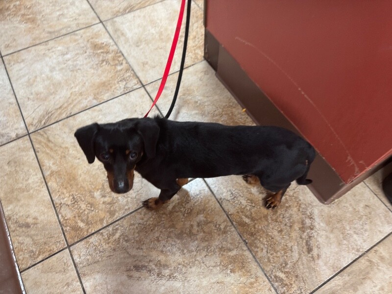 View Red Hot the Dog Photo #2