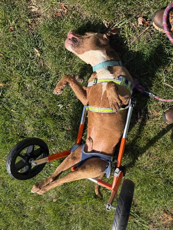 View Omelette the Dog Photo #6