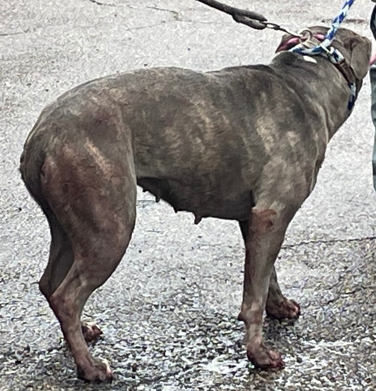 View Arabella the Dog Photo #4