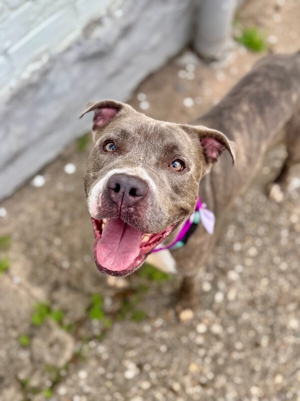 Learn More About Arabella Arabella - Dog