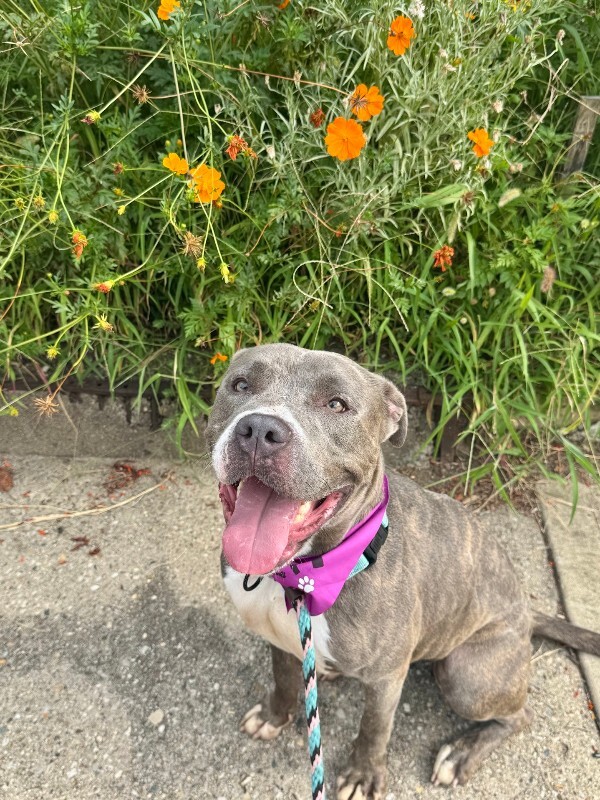 View Arabella the Dog Photo #19