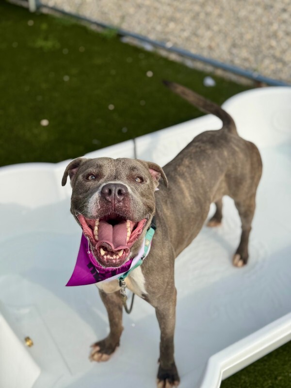 View Arabella the Dog Photo #2