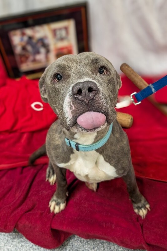 Learn More About Arabella Arabella - Dog