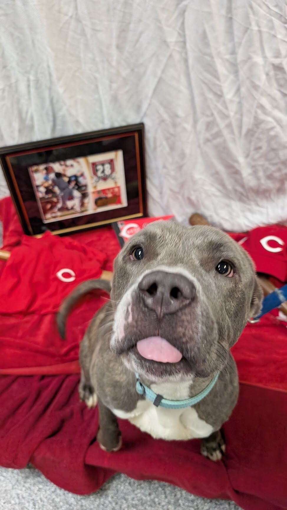 View Arabella the Dog Photo #6