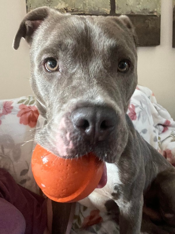 View Arabella the Dog Photo #10