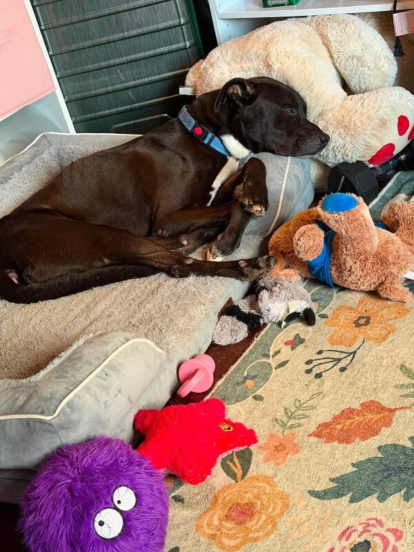 View Frogger the Dog Photo #7