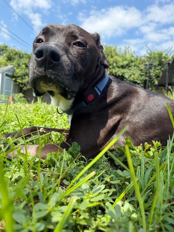 View Frogger the Dog Photo #8