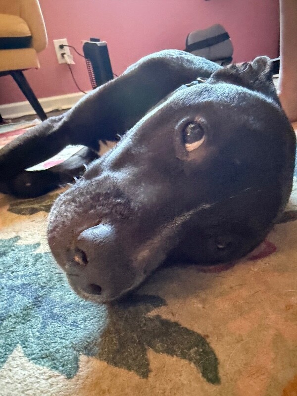 View Frogger the Dog Photo #14