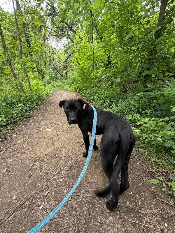 View Kalila the Dog Photo #3