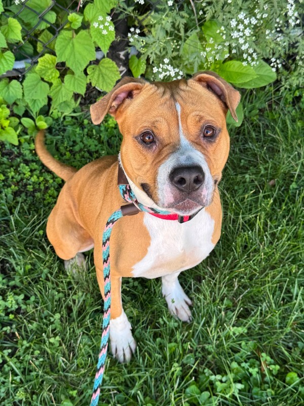 Help Rehome This Dog Cupcake