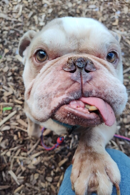 View Retty the Dog Photo #5