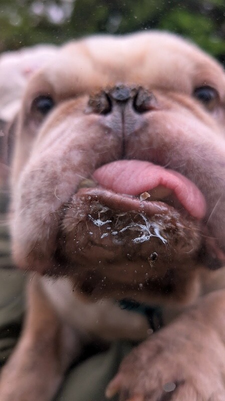 View Retty the Dog Photo #6