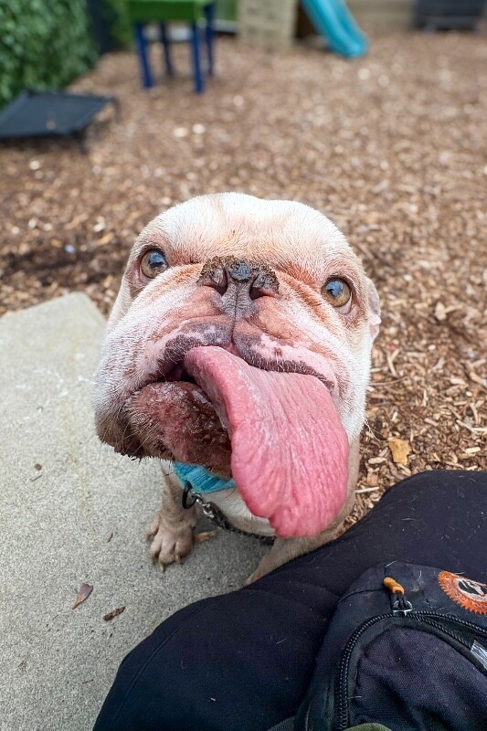 View Retty the Dog Photo #2