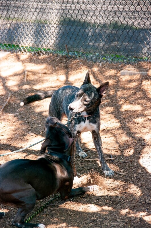 View Whisper the Dog Photo #3