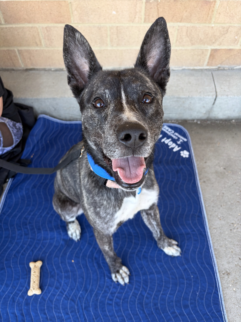 Learn More About Whisper Whisper - Dog