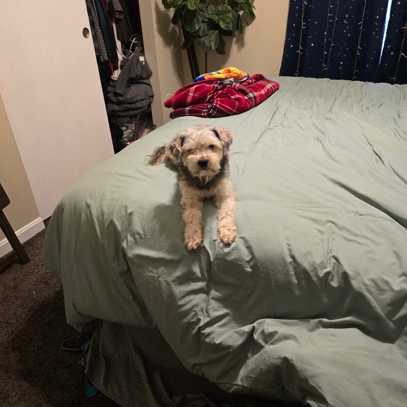 View Tupac the Dog Photo #7