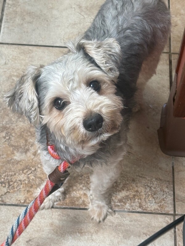 View Tupac the Dog Photo #3