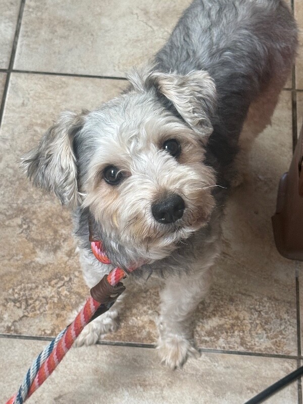 View Tupac the Dog Photo #2