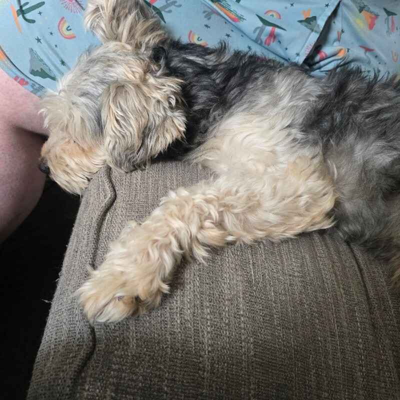 View Tupac the Dog Photo #5