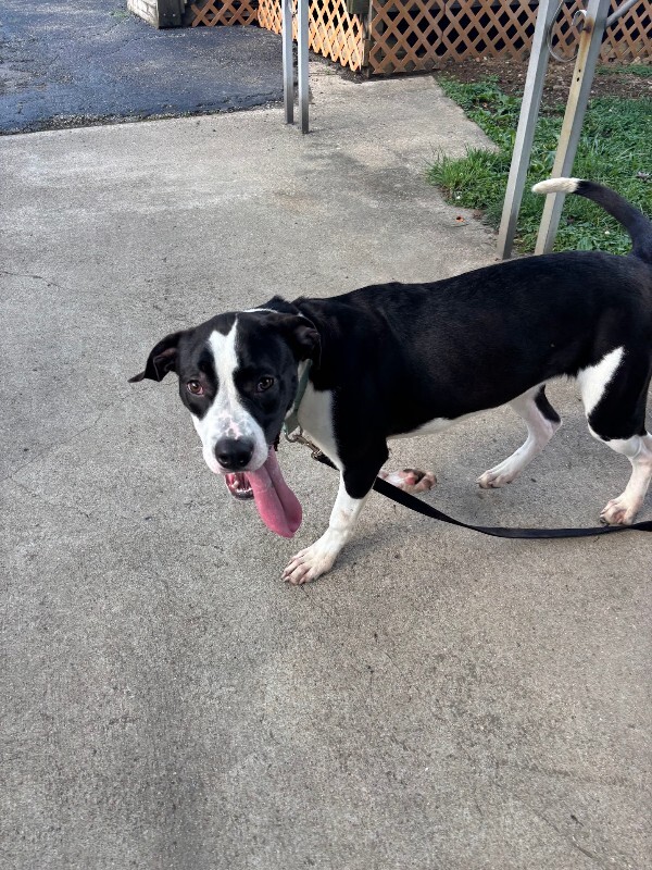 View Spock the Dog Photo #4