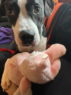 View Spock the Dog Photo #9