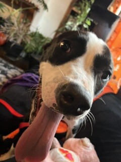 View Spock the Dog Photo #10