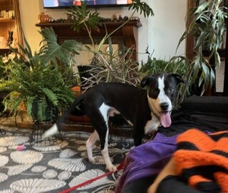 View Spock the Dog Photo #6