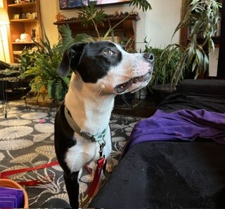 View Spock the Dog Photo #8
