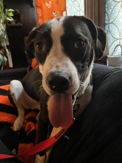 View Spock the Dog Photo #11