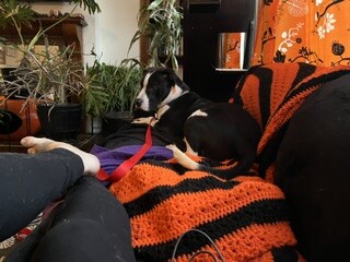 View Spock the Dog Photo #2