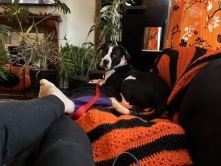 View Spock the Dog Photo #7