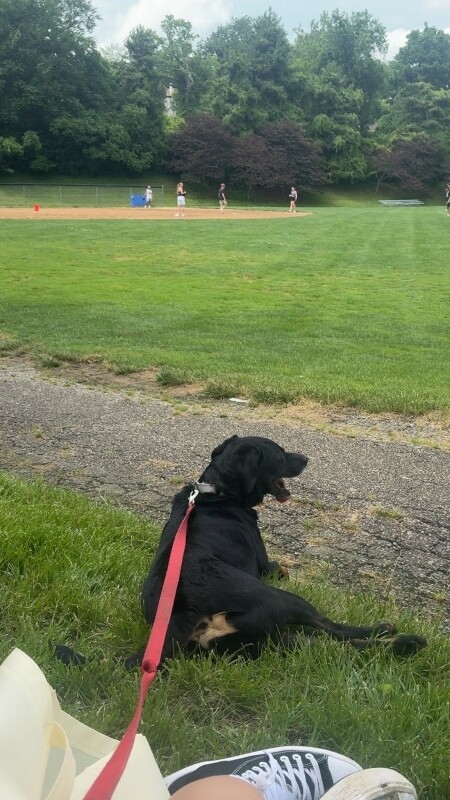 View Marko the Dog Photo #7