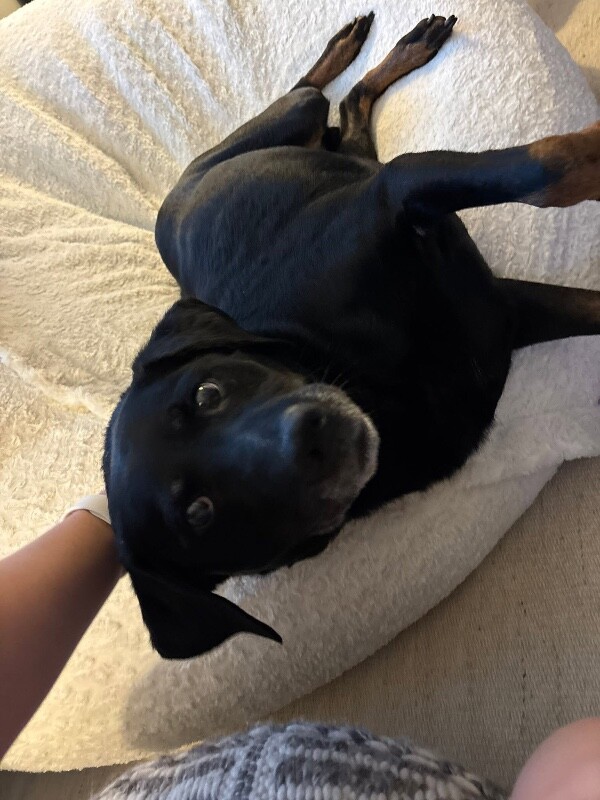 View Marko the Dog Photo #3