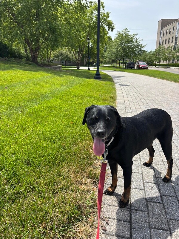 View Marko the Dog Photo #6