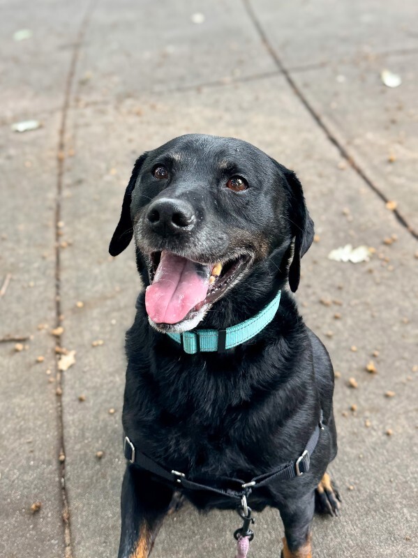 Marko - Dog