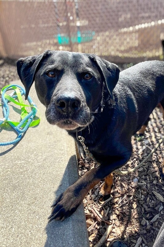 View Marko the Dog Photo #2