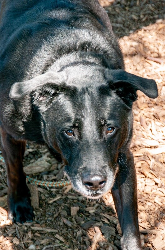 View Dexter the Dog Photo #2