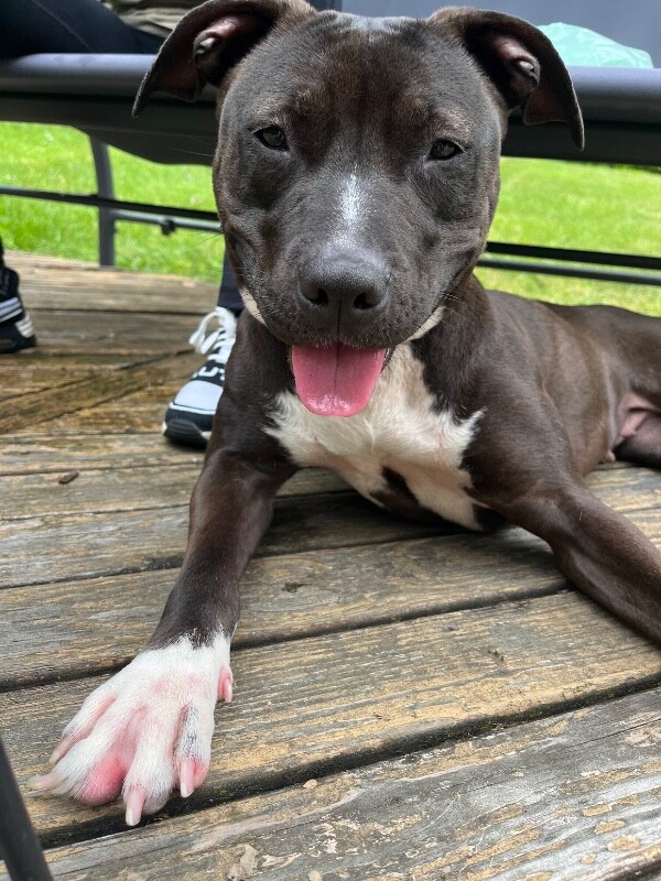 View Kay Kay the Dog Photo #9