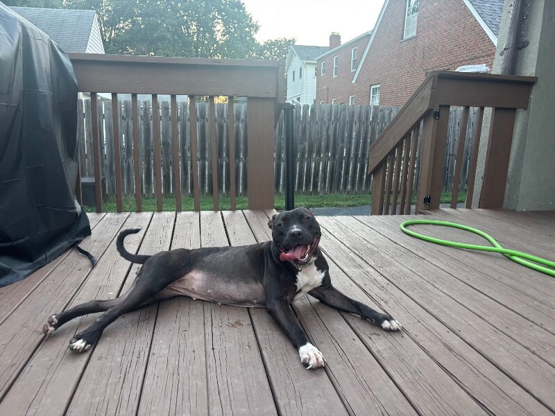 View Kay Kay the Dog Photo #4