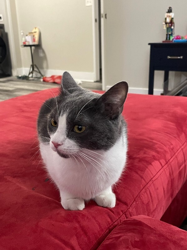 View Bart the Cat Photo #2