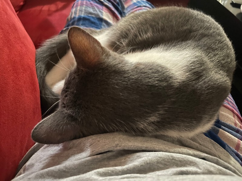 View Bart the Cat Photo #5