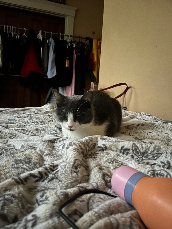 View Bart the Cat Photo #7