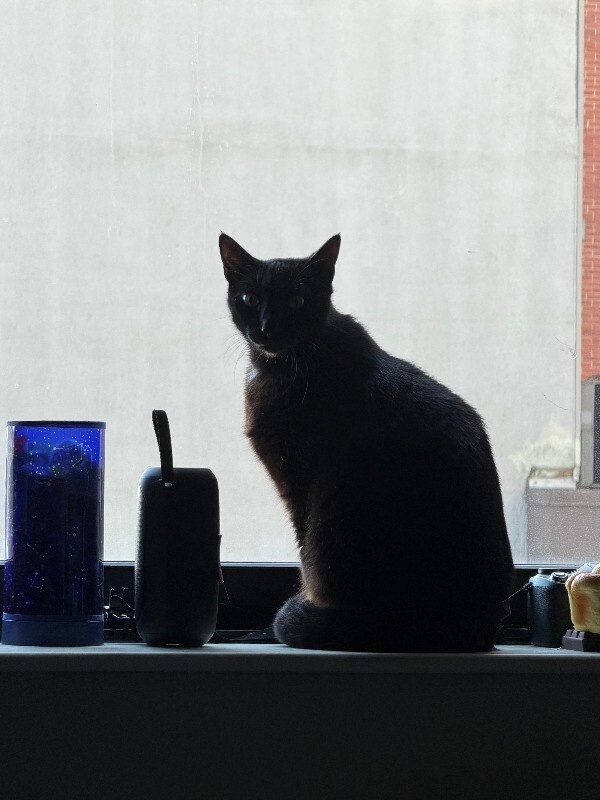 View Starsky the Cat Photo #4