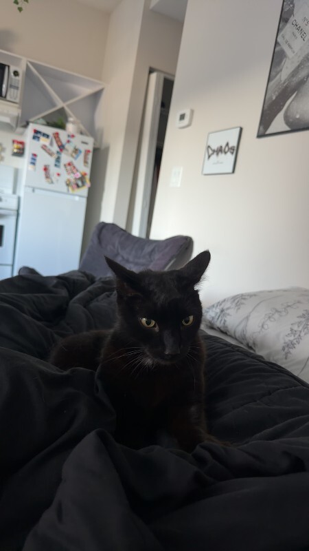 View Starsky the Cat Photo #3