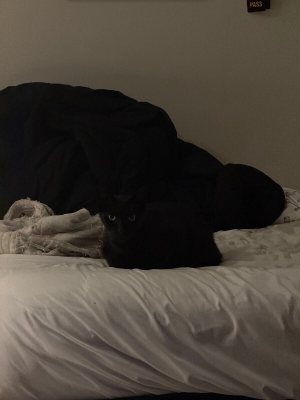 View Starsky the Cat Photo #6