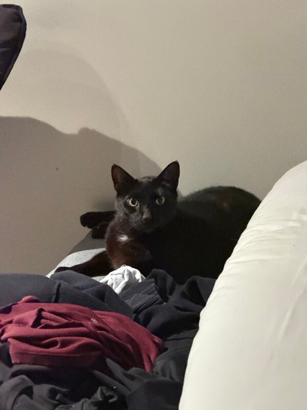 View Starsky the Cat Photo #5
