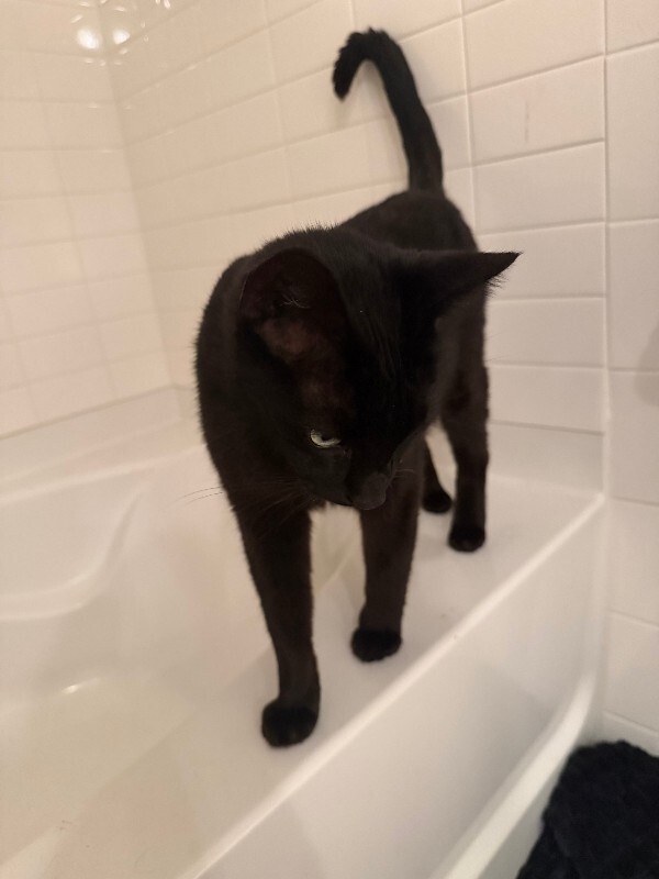 View Hutch the Cat Photo #6