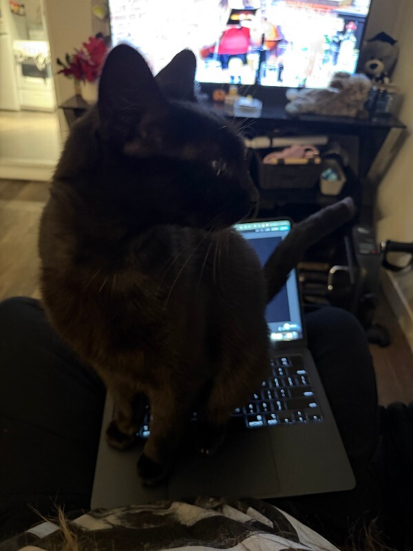 View Hutch the Cat Photo #5
