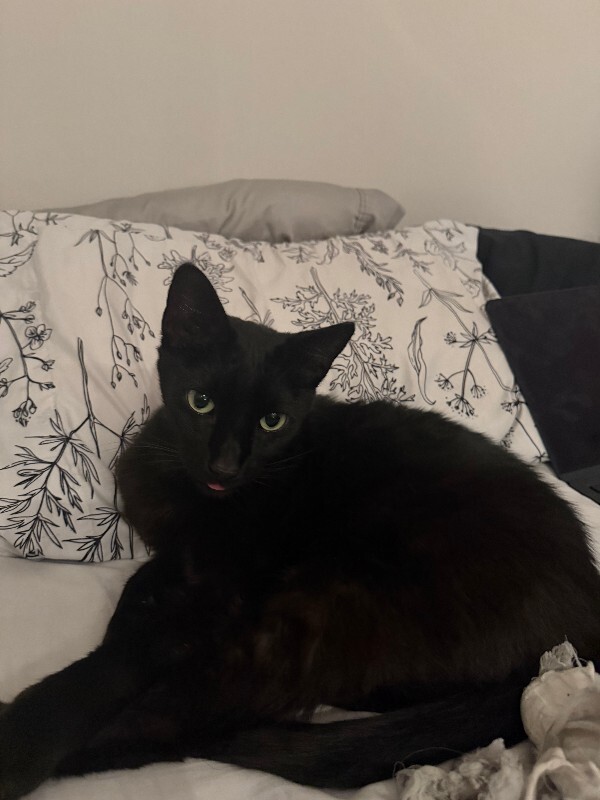 Hutch - Cat